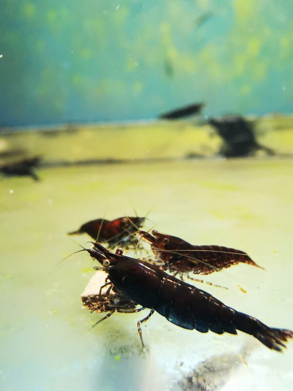 BLACK ROSE/CHOCO - 1.5-2.0 CM